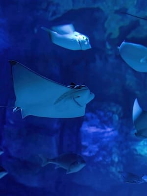 Dubai Masala Dubai's Desi Masala News, Gossips, Photos, Party Pics, Events and more Marassi Aquarium & Underwater Zoo Tickets – Top-Rated Attractions Shop Online Marassi Aquarium & Underwater Zoo Tickets – Top-Rated Attractions Dubai Masala