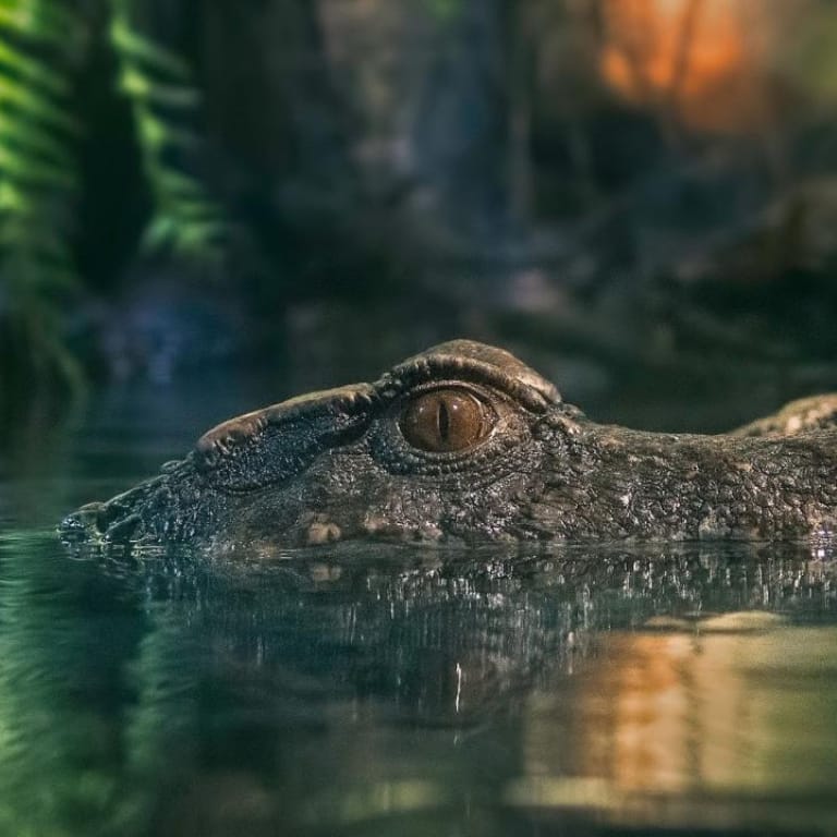 Shop Online Dubai Aquarium & Underwater Zoo – King Crock Encounter – Experiences Dubai Masala 3